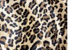 FAUNA LEOPARDO CALIDO